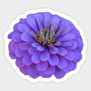 purple flower Sticker